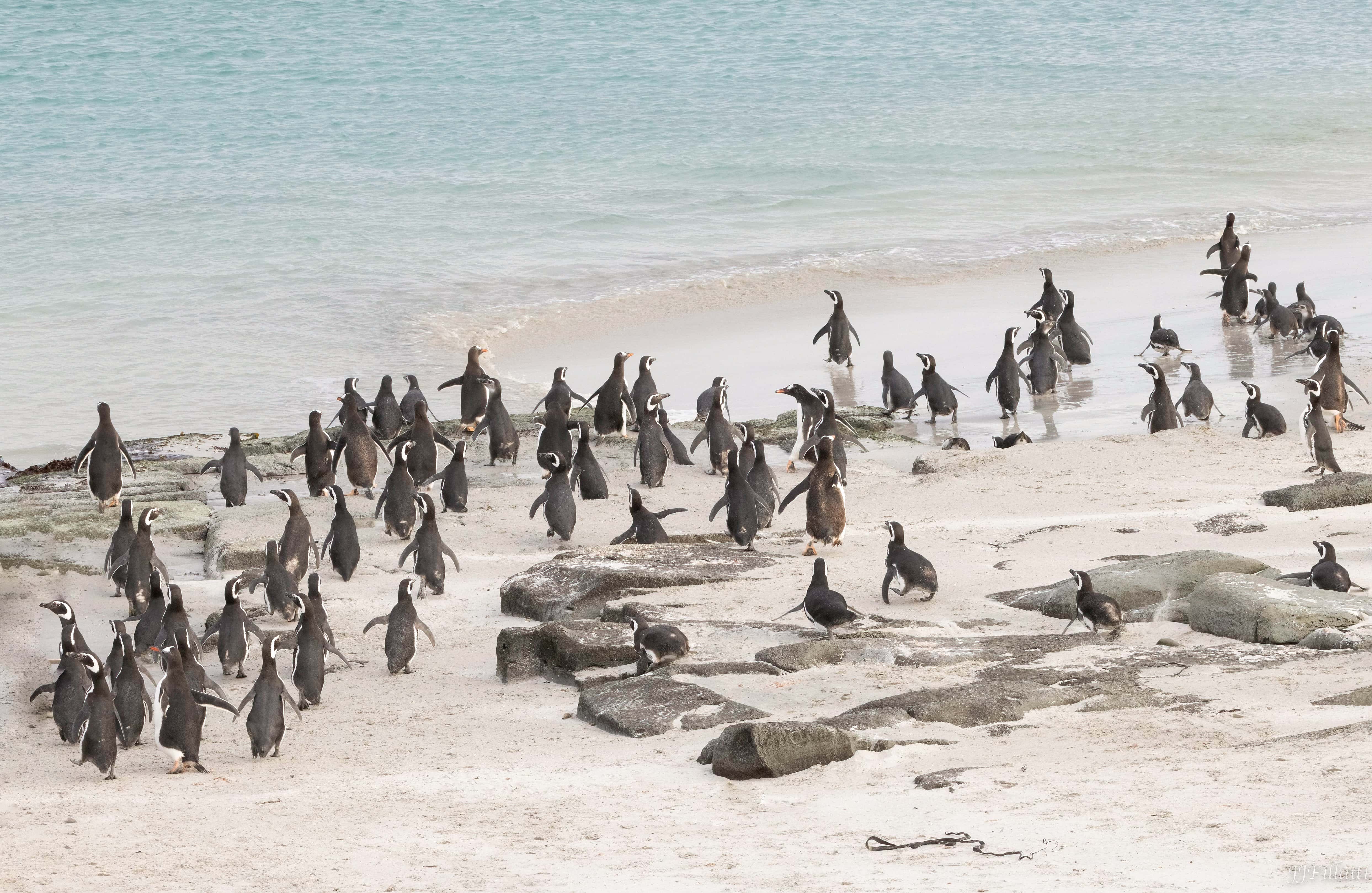 bird of the falklands image 52